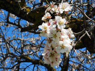 Almond tree, or Prunus dulcis, or amygdalus flowers