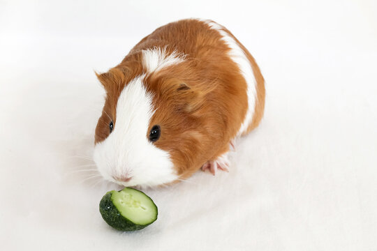 Red-white Guinea Pig Eating Cucumber On White Background