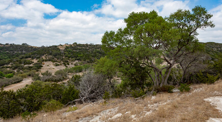 Fototapeta na wymiar Mesquite tree overlooking a valley in Texas Hill Country