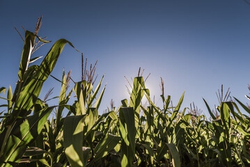 corn field against sky