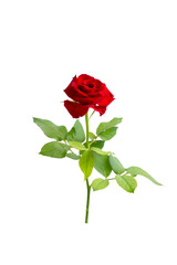 Beautiful single red rose flower on stem with leaves isolated on white background. Naturе object.
