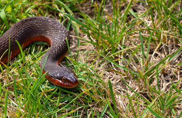 Snake on the grass in the daytime