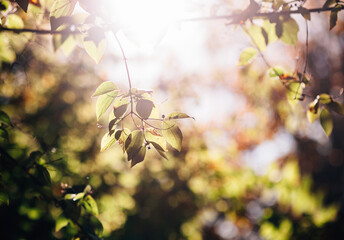 Yellow leaf in autumn forest