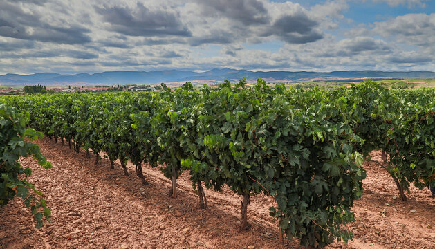 Close-up of vineyards with the mountains in the background in La Rioja, Spain. Santiago's road.