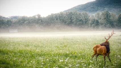 deer in the field © Matthew