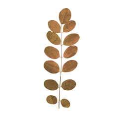 Autumn leaf. The imprint of a natural dry leaf.