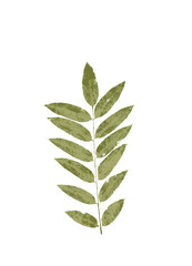 Autumn leaf. The imprint of a natural dry leaf. - 536067215