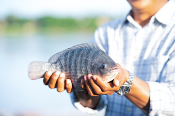 Agriculture is catching large fresh tilapia for export to the fish market. Fresh tilapia