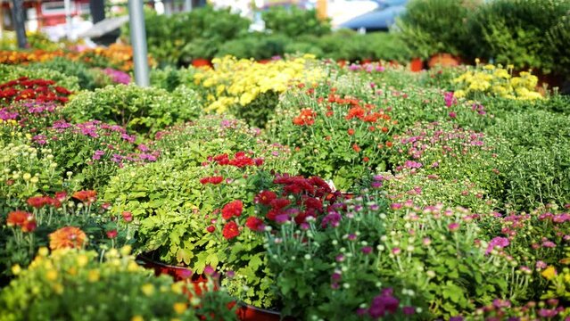 Camera pans over Flowers in baskets for Sale in Outdoor Garden Market