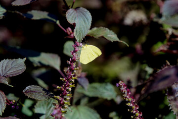赤ジソの花に来たキタキチョウ　10月上旬