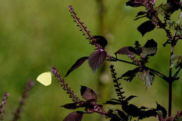 赤ジソの花に来たキタキチョウ　10月上旬