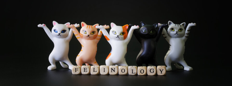 Felinology Images – Browse 332 Stock Photos, Vectors, and Video | Adobe ...