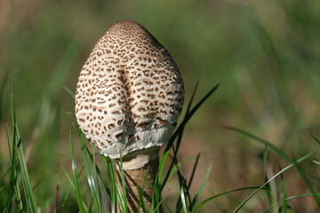 Pilz Parasol