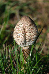 Pilz Parasol