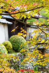 天野山金剛寺（大阪府河内長野市）の紅葉