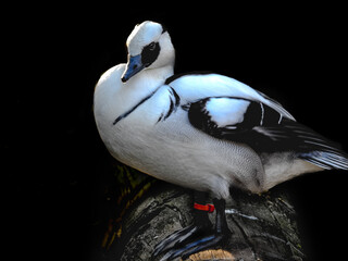 Male Smew Showing Striking Plumage