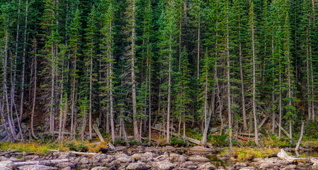 forest in the morning