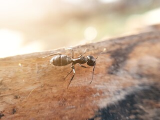 big black ant crawling on a tree, macroshoot insects