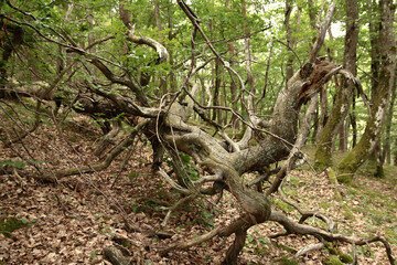 L'arbre des caprices