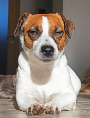 close-up funny jack russell terrier lies in the sun in the home interior squinting, horizontal