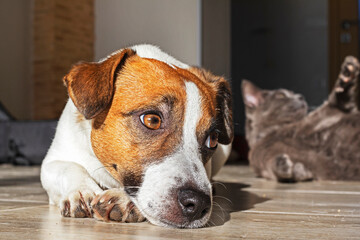 close-up of a cute jack russell terrier lies in the sun in the home interior with a gray cat, horizontal