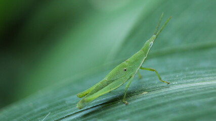 Close-up of a Smaller Longheaded Locust (Atractomorpha lata) standing on a blade of grass
