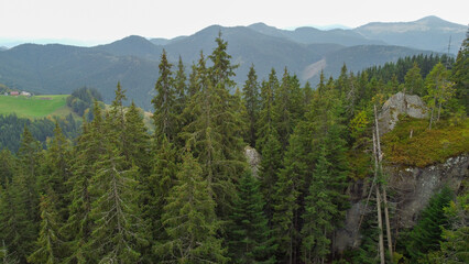 Obraz premium Aerial top view of autumn pine forest in Carpathians. Big rock inside the forest. Drone photography