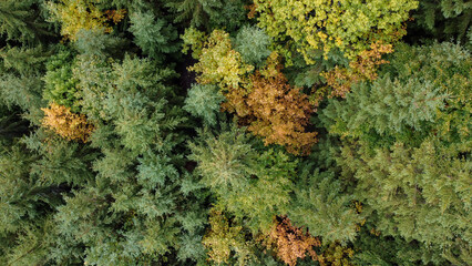 Aerial top view of autumn pine forest in Carpathians. Drone photography