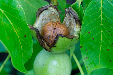 Green walnuts growing on a tree