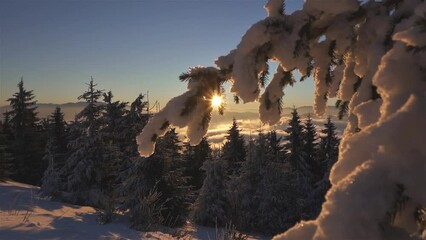 Magic morning in frozen winter forest Christmas background