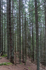 Obraz premium Big rock in the forest