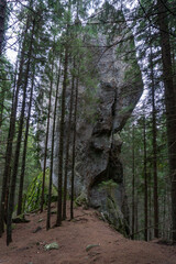 Big rock in the forest