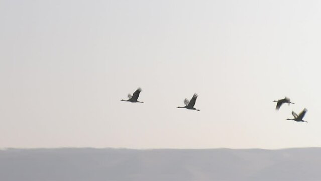 The camera follows few herons that are flying above a lake, then the shot opens, letting those herons exit the frame, while tilting down, revealing many more water birds at the lake. Hula, Israel.
