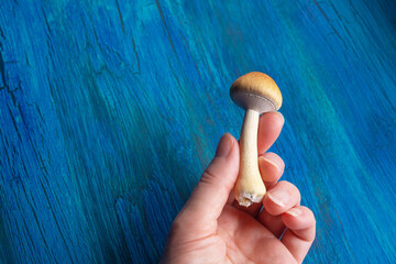 Woman's Hand Holding a Psychotropic Psilocybin Magic Mushroom on a Blue Background with Copy Space