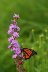 Monarch Butterfly on Pink Flower
