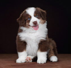 Cute fluffy miniature american shepherd puppy