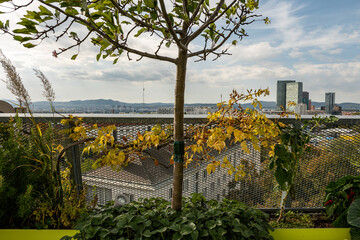 Autumnal discolored plants with yellow and brown leaves on a roof terrace with the skyscrapers of Wienerberg City in the background