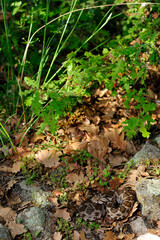 Obraz premium Ottoman viper // Kleinasiatische Bergotter (Montivipera xanthina) - Thrace, Greece