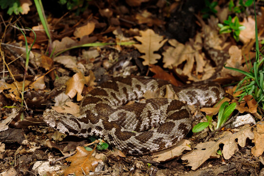 Kleinasiatische Bergotter // Ottoman viper (Montivipera xanthina) - Trakien, Griechenland