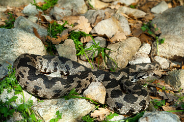Kleinasiatische Bergotter // Ottoman viper (Montivipera xanthina) - Trakien, Griechenland