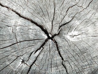 wood texture