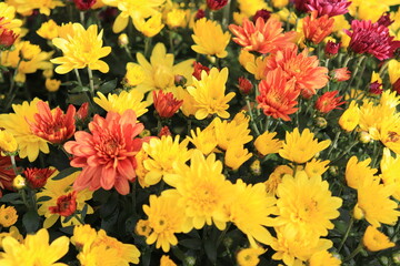 bushes of yellow, coral and dark pink chrysanthemums