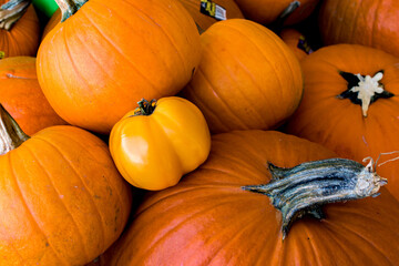 A yellow tomato hiding amongst the pumpkins.  This tomato thinks it is an Autumn Pumpkin...lol.  Yellow and Orange are not that far off from each other at a farm stand in Upstate NY.