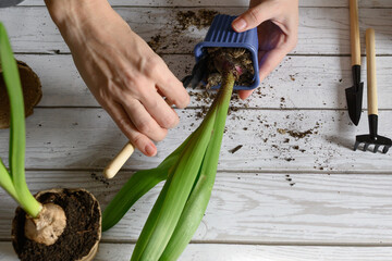 A woman's hands transplant a tulip flower into another pot on the tables. Home gardening