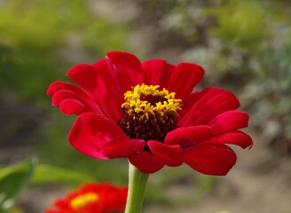 pretty red zinnia in the garden close up