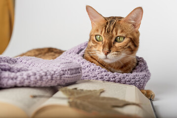 Obraz premium Bengal cat in a scarf with a book and dry leaves on a white background.