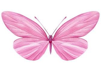 Beautiful pink butterfly isolated on a white background. Hand painted Watercolor design