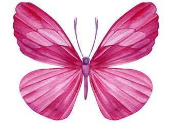 Beautiful pink butterfly isolated on a white background. Hand painted Watercolor design