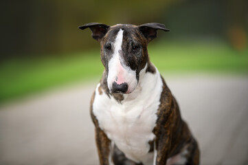funny old bull terrier dog portrait outdoors