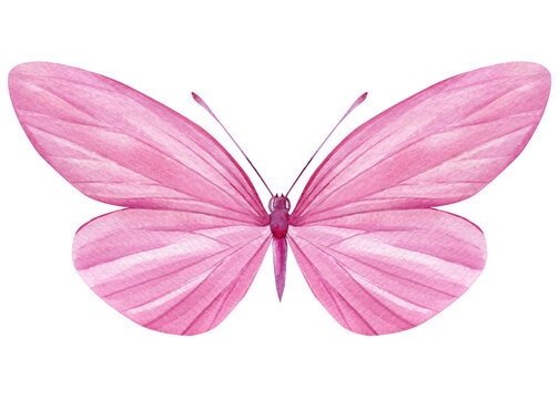 Beautiful pink butterfly isolated on a white background. Hand painted Watercolor design
